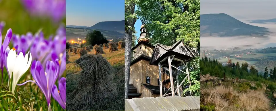Gaja i Wenus – dwie suczki szukają wspólnego domu