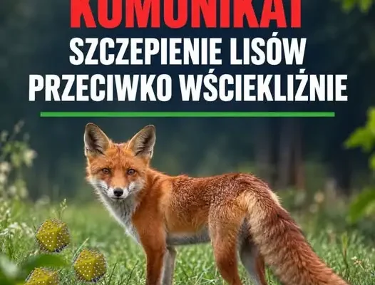 Małopolska: rusza jesienna akcja szczepienia lisów przeciw wściekliźnie